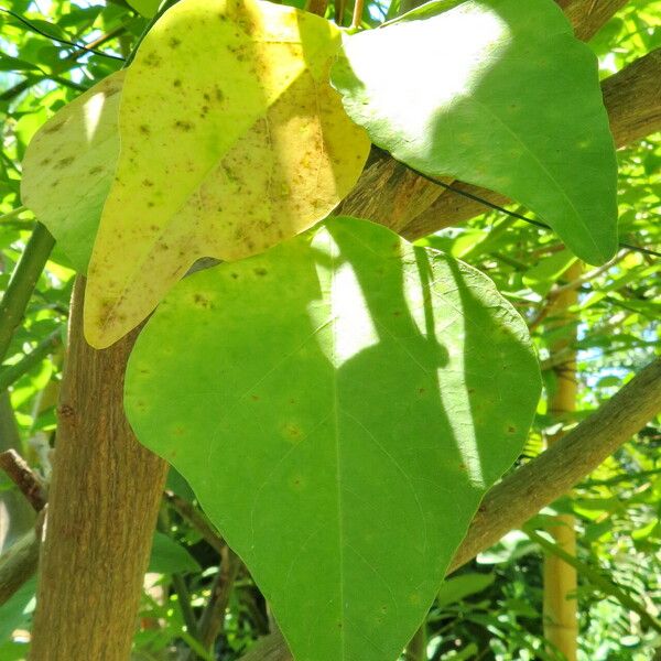 Erythrina variegata Leaf