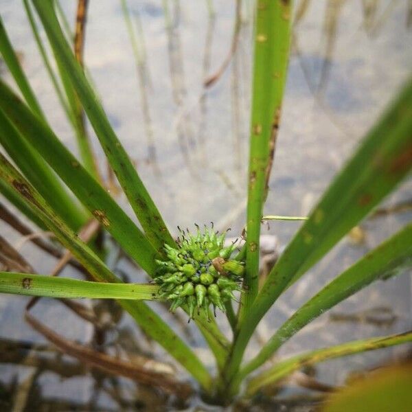 Sparganium erectum Frugt