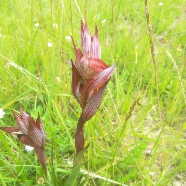 Serapias vomeracea Fleur