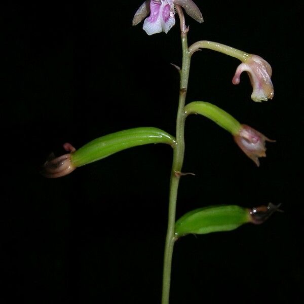 Eulophia maculata 其他