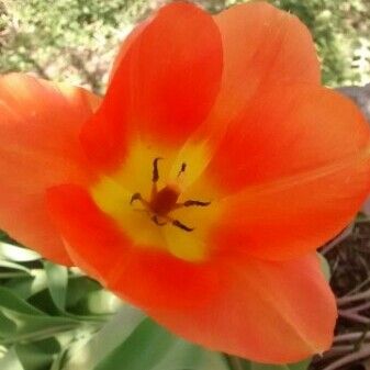 Tulipa agenensis Flor