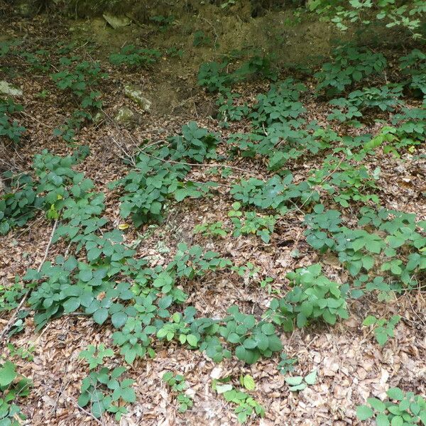 Rubus scaber Plante entière