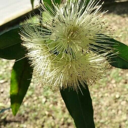 Syzygium jambos Blomma