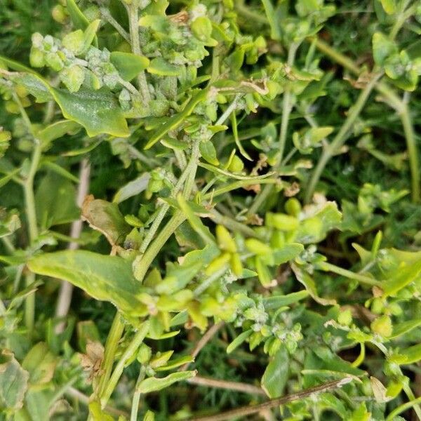 Atriplex prostrata 果實