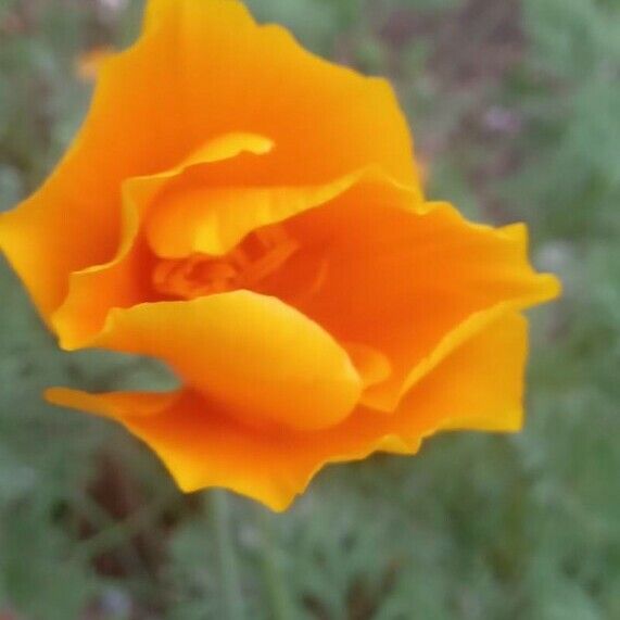 Eschscholzia californica Flower