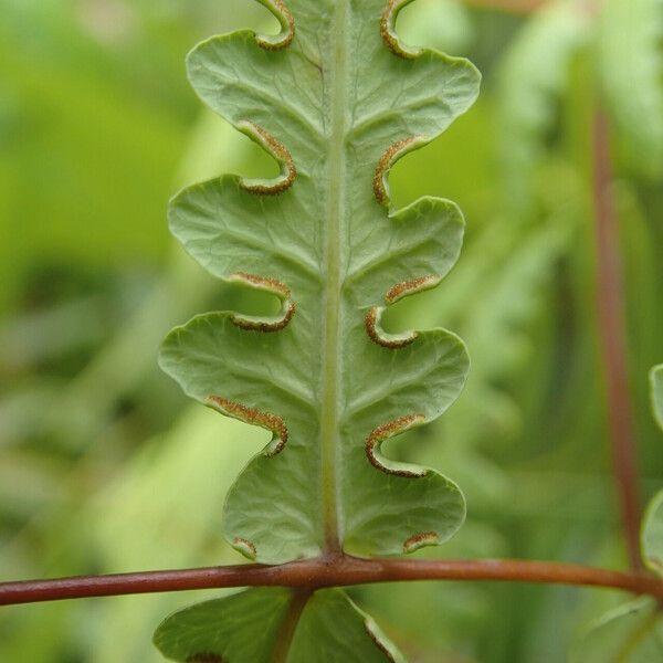 Histiopteris incisa Blad