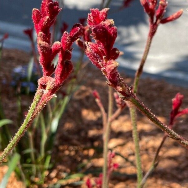 Anigozanthos flavidus Flower