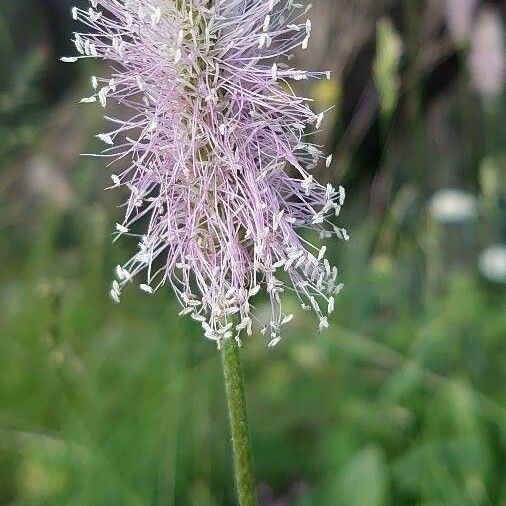 Plantago media Bloem