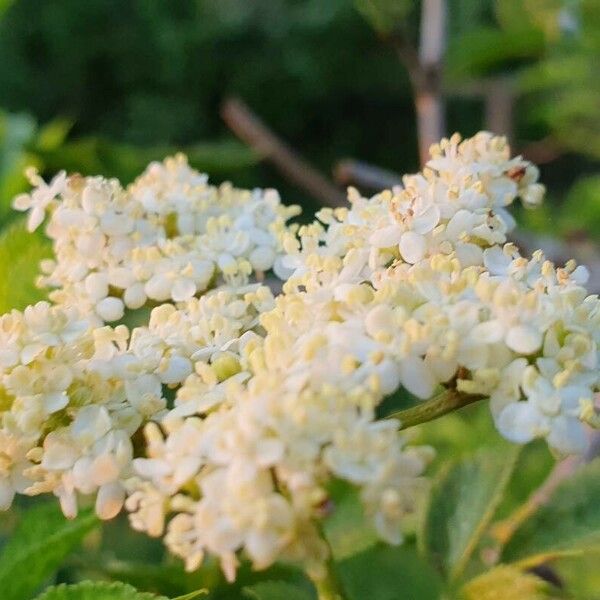 Sambucus canadensis Blomst