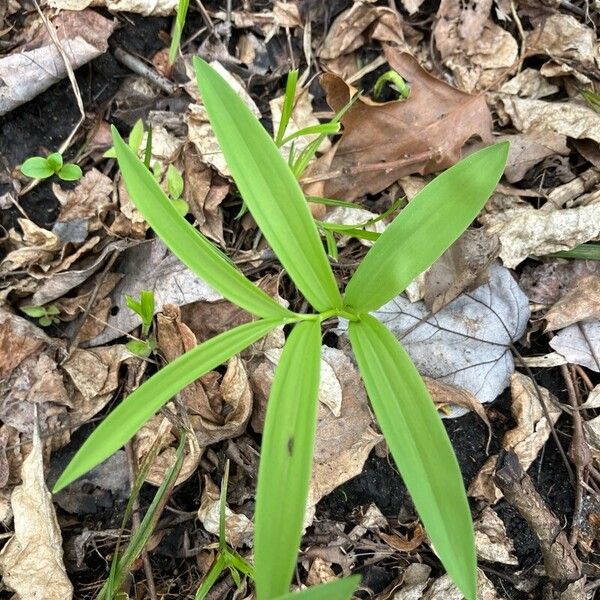 Maianthemum stellatum Folha