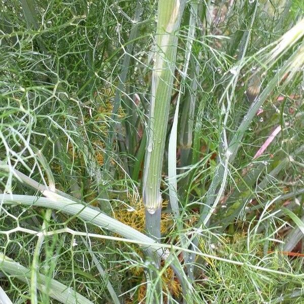 Foeniculum vulgare 樹皮