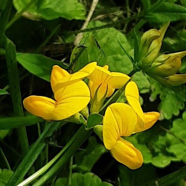 Lotus pedunculatus Floare