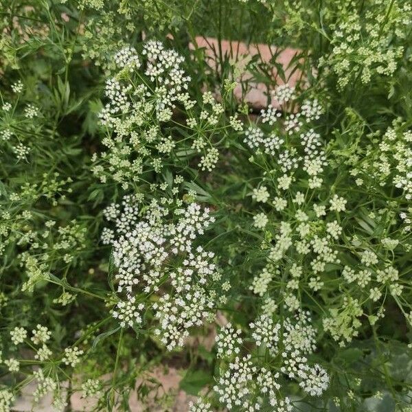 Pimpinella anisum Flower