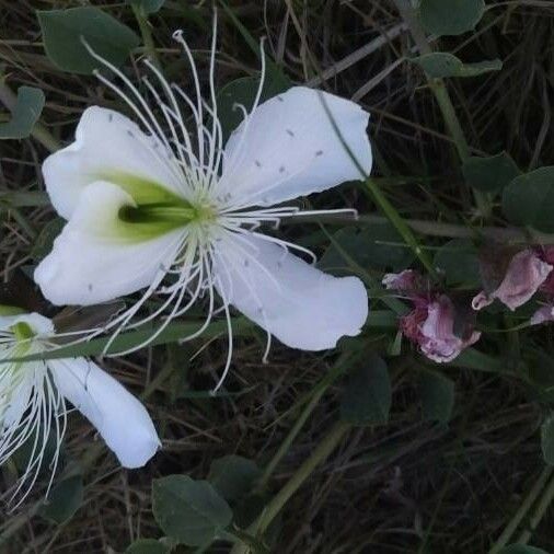 Capparis spinosa Blomst