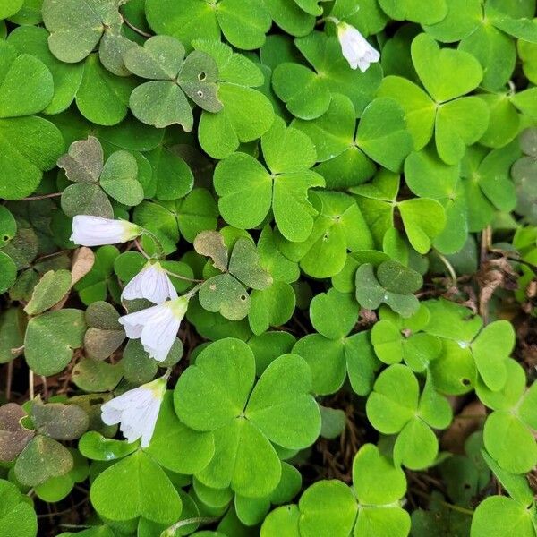 Oxalis acetosella Virág