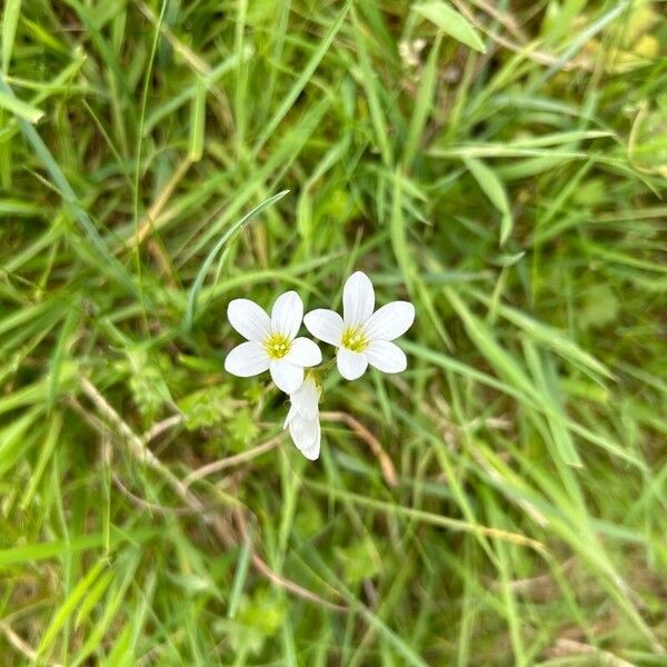 Saxifraga granulata Blodyn