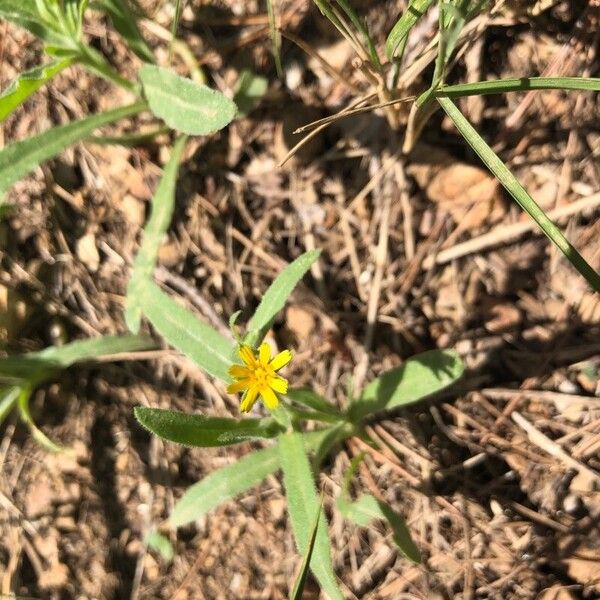 Dittrichia graveolens Flower