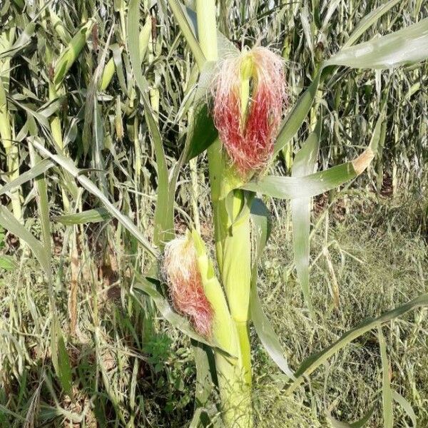 Zea mays Fruit