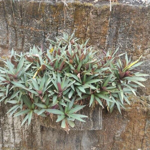 Tradescantia spathacea Blad