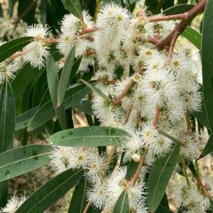 Eucalyptus viminalis Õis