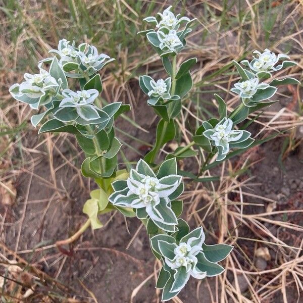 Euphorbia marginata Lorea