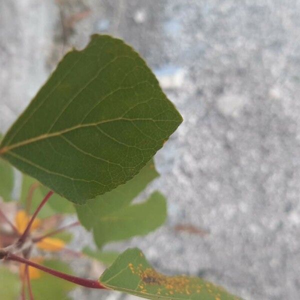 Populus nigra 叶