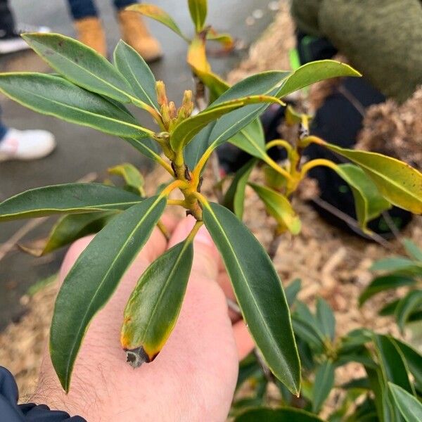 Kalmia latifolia Leaf