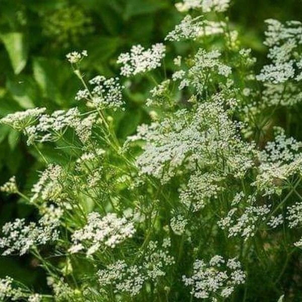 Pimpinella anisum Кветка