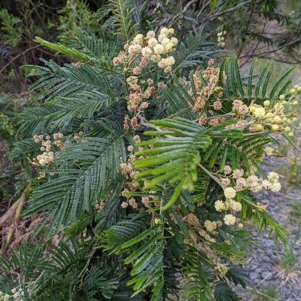 Acacia mearnsii Flor