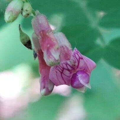 Lathyrus niger Flors