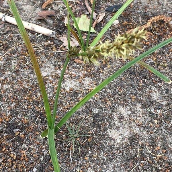 Carex arenaria Φύλλο