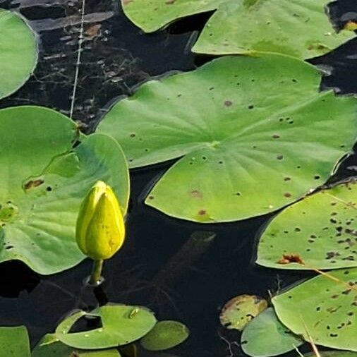 Nymphaea odorata পাতা