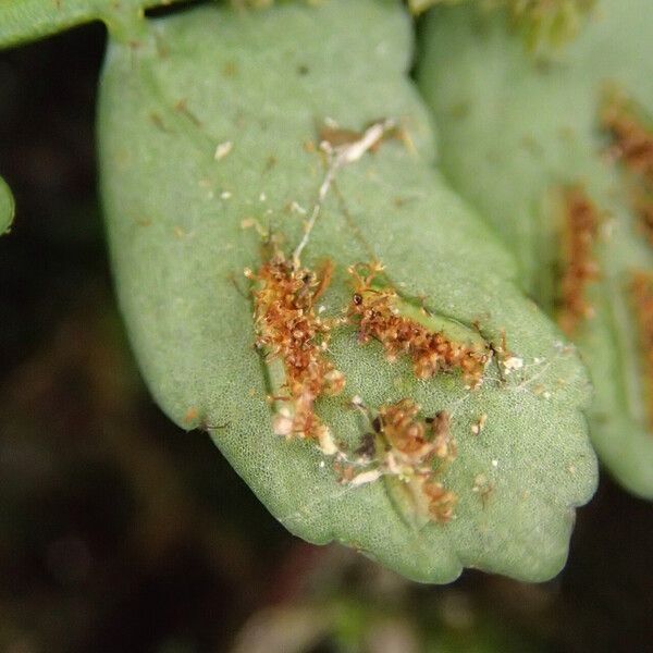 Asplenium barteri Blatt