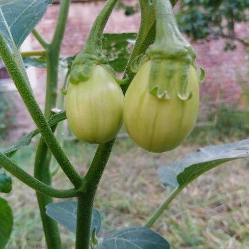 Solanum aethiopicum Frukt