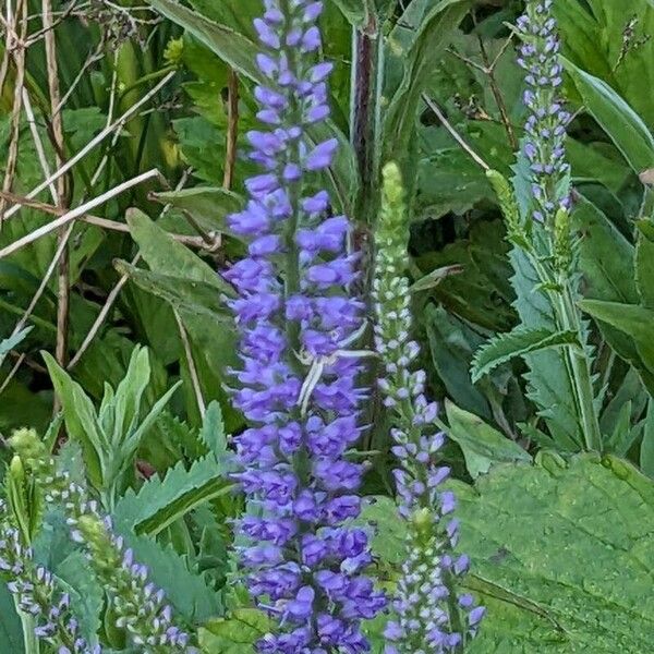 Veronica longifolia Кветка