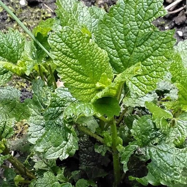 Melissa officinalis Habit