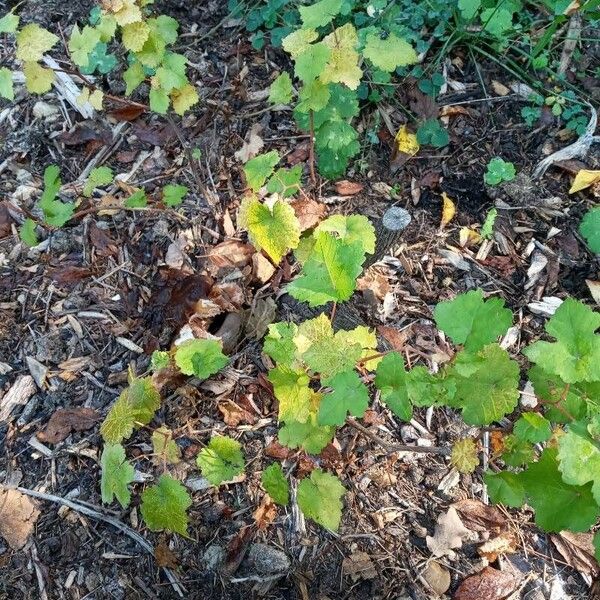 Vitis rotundifolia Pokrój