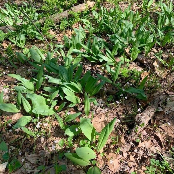 Allium tricoccum Leaf