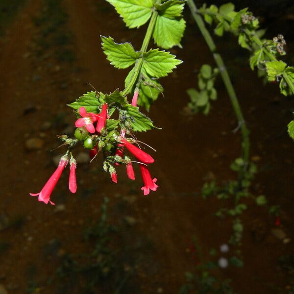 Russelia sarmentosa Цветок