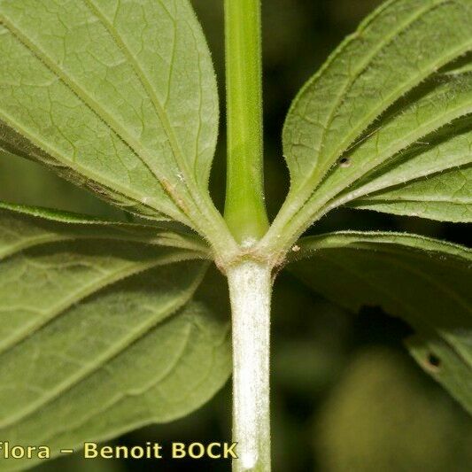 Galium rubioides Levél