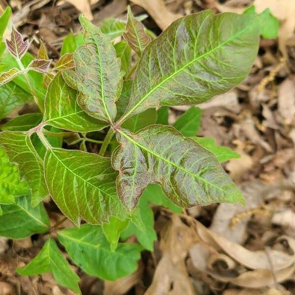 Toxicodendron radicans Leaf