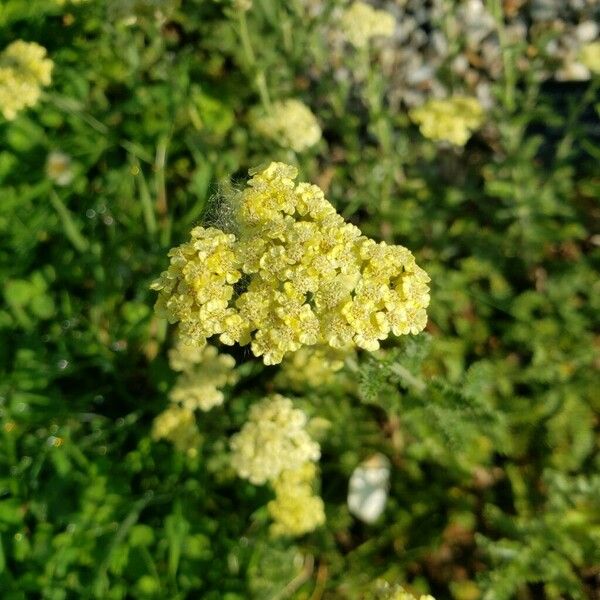 Achillea tomentosa 花