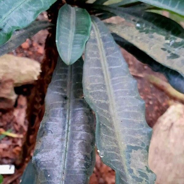 Euphorbia lophogona Leaf