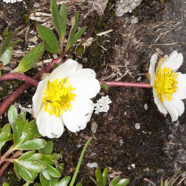 Ranunculus glacialis Ліст