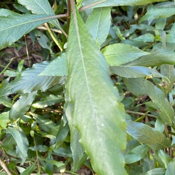 Hygrophila costata Leht