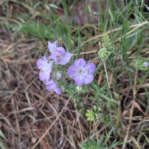 Phacelia linearis 花