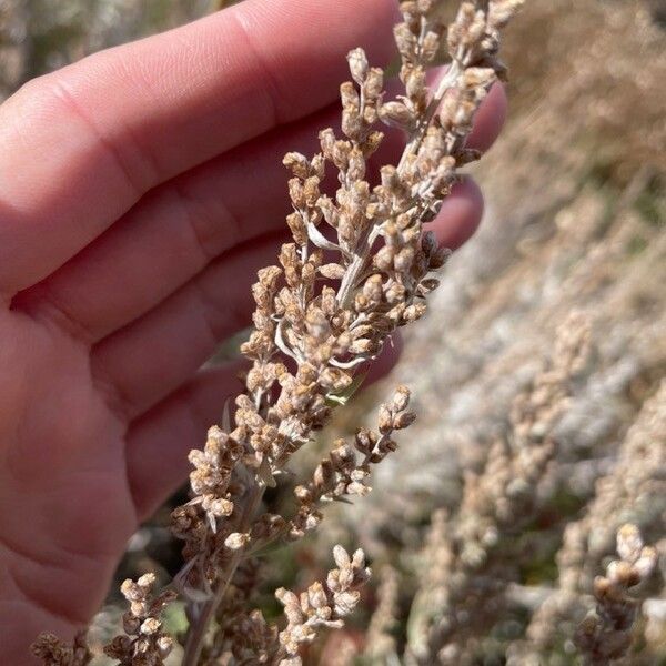 Artemisia cana Leaf