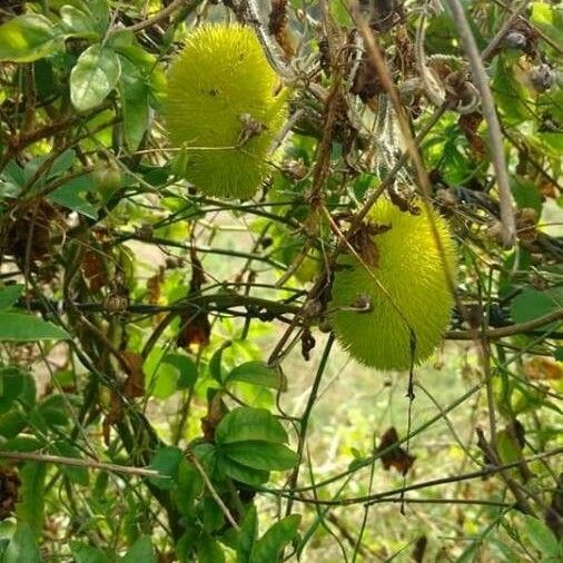 Cucumis dipsaceus Frukt