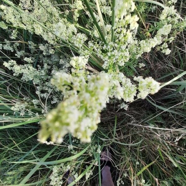 Galium lucidum Blüte