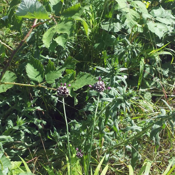 Allium scorodoprasum Flor